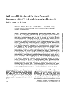 Widespread Distribution of the Major Polypeptide