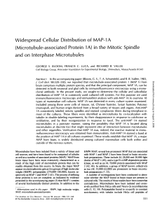 Widespread Cellular Distribution of MAP-1A and on Interphase Microtubules
