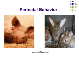 Perinatal Behavior Amanda Robinson