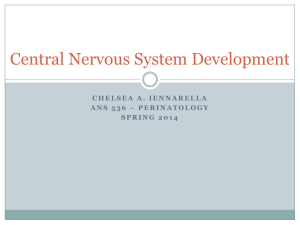 Central Nervous System Development