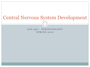 Central Nervous System Development