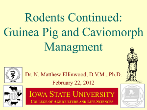 Rodents Continued: Guinea Pig and Caviomorph Managment I