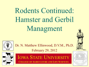 Rodents Continued: Hamster and Gerbil Managment I