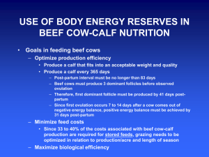 USE OF BODY ENERGY RESERVES IN BEEF COW-CALF NUTRITION Optimize production efficiency