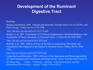 Development of the Ruminant Digestive Tract