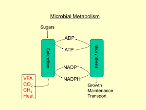 Microbial Metabolism ADP ATP NADP