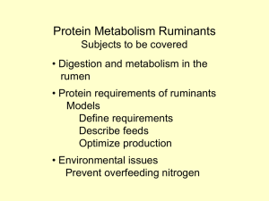 Protein Metabolism Ruminants