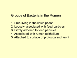 Groups of Bacteria in the Rumen