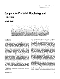 Morphology Comparative Placental and Felix Beckac