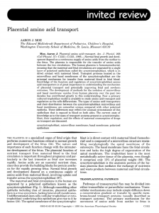 Placental amino  acid  transport