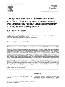 The dynamic placenta: II. Hypothetical model mechanism producing low apparent permeability