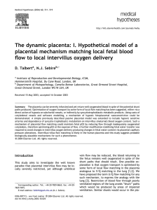 The dynamic placenta: I. Hypothetical model of a