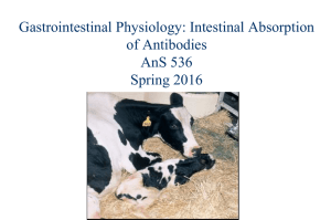 Gastrointestinal Physiology: Intestinal Absorption of Antibodies AnS 536 Spring 2016