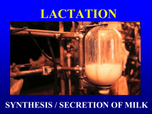 LACTATION SYNTHESIS / SECRETION OF MILK