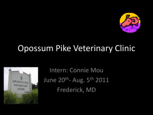 Opossum Pike Veterinary Clinic Intern: Connie Mou June 20 - Aug. 5