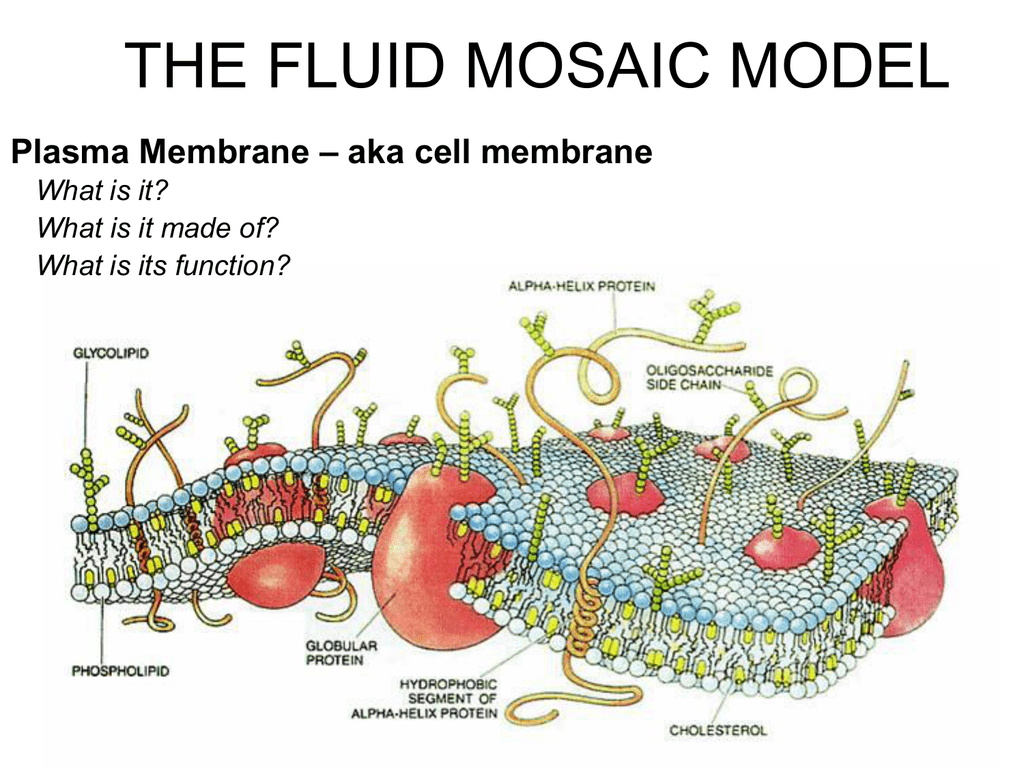 fluid mosaic model of plasma membrane assignment