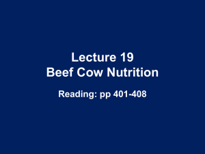 Lecture 19 Beef Cow Nutrition Reading: pp 401-408