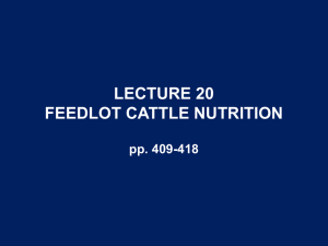 LECTURE 20 FEEDLOT CATTLE NUTRITION pp. 409-418