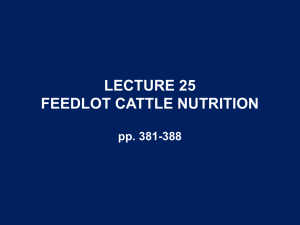LECTURE 25 FEEDLOT CATTLE NUTRITION pp. 381-388