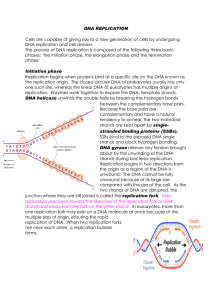 DNA REPLICATION  DNA replication and cell division.