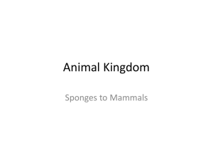Animal Kingdom Sponges to Mammals