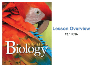 Lesson Overview 13.1 RNA Fermentation