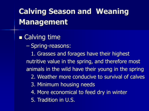 Calving Season and  Weaning Management Calving time – Spring-reasons: