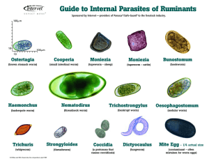 Guide to Internal Parasites of Ruminants Bunostomum Ostertagia Moniezia