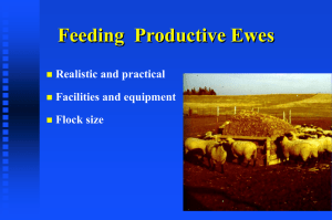 Feeding  Productive Ewes Realistic and practical Facilities and equipment Flock size