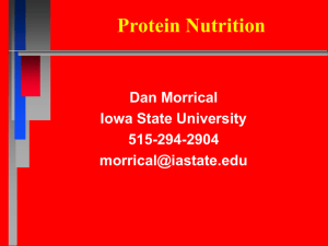 Protein Nutrition Dan Morrical Iowa State University 515-294-2904