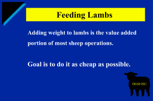 Feeding Lambs Goal is to do it as cheap as possible.