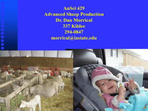 AnSci 429 Advanced Sheep Production Dr. Dan Morrical 337 Kildee