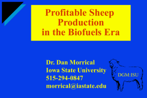 Profitable Sheep Production in the Biofuels Era Dr. Dan Morrical