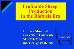 Profitable Sheep Production in the Biofuels Era Dr. Dan Morrical