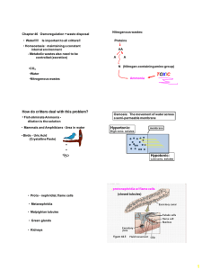 Nitrogenous wastes: Chapter 46   Osmoregulation + waste disposal Proteins AA