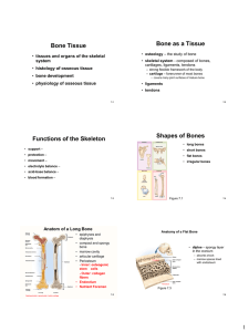 Bone as a Tissue Bone Tissue