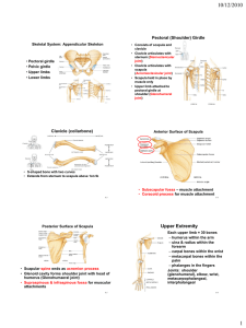 10/12/2010 Pectoral (Shoulder) Girdle Skeletal System: Appendicular Skeleton Pectoral girdle