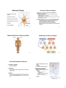 Nervous Tissue Overview of Nervous System