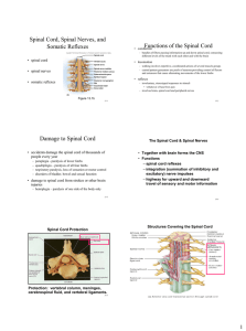 Spinal Cord, Spinal Nerves, and Functions of the Spinal Cord Somatic Reflexes