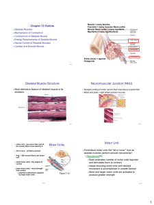 Chapter 12 Outline  Connective Tissue Components Skeletal Muscles