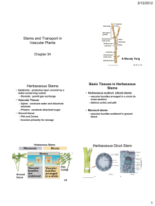 Stems and Transport in Vascular Plants 3/12/2012