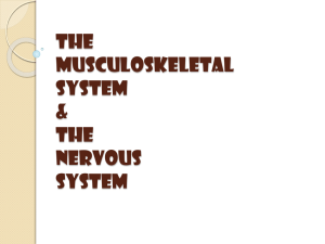 The Musculoskeletal System &amp;