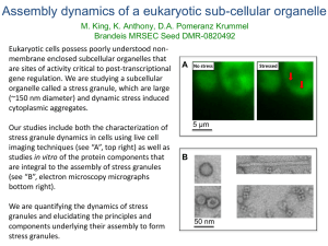Assembly dynamics of a eukaryotic sub-cellular organelle