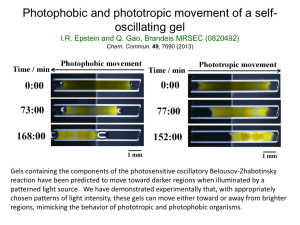 Photophobic and phototropic movement of a self- oscillating gel