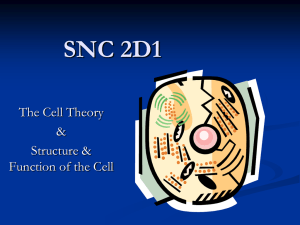 SNC 2D1 The Cell Theory &amp; Structure &amp;