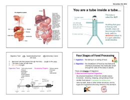 DIGESTIVE SYSTEM MEDICAL TERMINOLOGY TERM MEANING