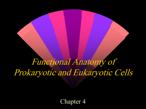 Functional Anatomy of Prokaryotic and Eukaryotic Cells Chapter 4