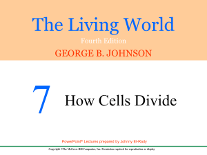 7 The Living World How Cells Divide GEORGE B. JOHNSON