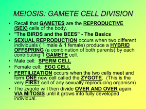 MEIOSIS: GAMETE CELL DIVISION