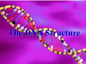 The DNA Structure